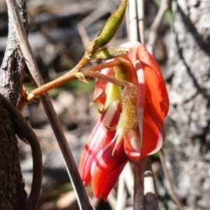 Kennedia rubicunda at Tianjara, NSW - 21 Aug 2024