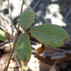 Kennedia rubicunda at Tianjara, NSW - 21 Aug 2024