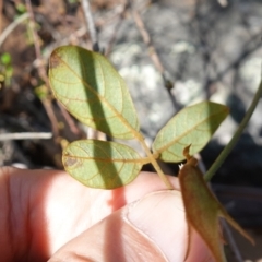 Kennedia rubicunda at Tianjara, NSW - 21 Aug 2024 12:18 PM