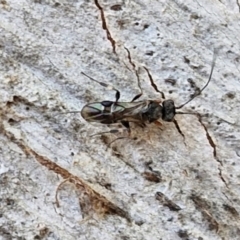 Unverified Wasp (Hymenoptera, Apocrita) at Stirling, ACT - 23 Aug 2024 by trevorpreston
