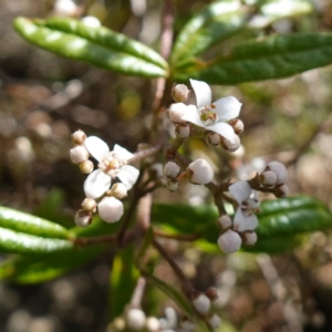 Zieria smithii at Tianjara, NSW - 21 Aug 2024