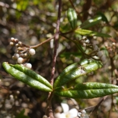 Zieria smithii at Tianjara, NSW - 21 Aug 2024