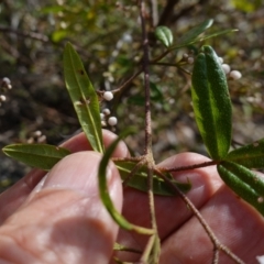 Zieria smithii at Tianjara, NSW - 21 Aug 2024