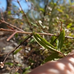 Zieria smithii at Tianjara, NSW - 21 Aug 2024