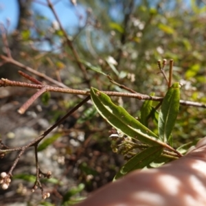 Zieria smithii at Tianjara, NSW - 21 Aug 2024