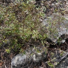 Zieria smithii at Tianjara, NSW - 21 Aug 2024