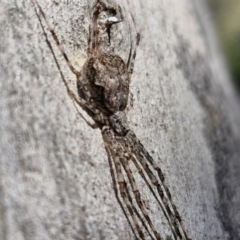 Tamopsis eucalypti (A two-tailed spider) at Stirling, ACT - 23 Aug 2024 by trevorpreston