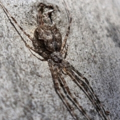 Tamopsis eucalypti at Stirling, ACT - 23 Aug 2024 01:00 PM