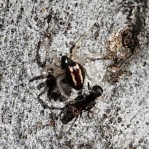 Euryopis umbilicata at Stirling, ACT - 23 Aug 2024