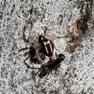 Euryopis umbilicata (Striped tick spider) at Stirling, ACT - 23 Aug 2024 by trevorpreston