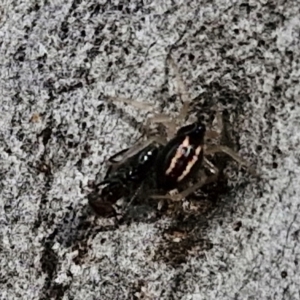 Euryopis umbilicata at Stirling, ACT - 23 Aug 2024