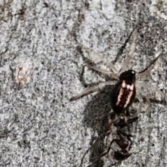 Euryopis umbilicata at Stirling, ACT - 23 Aug 2024