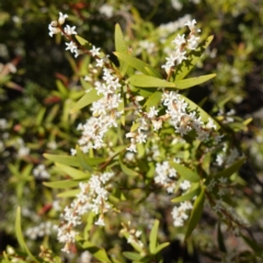 Styphelia affinis (Lance Beard-heath) at Tianjara, NSW - 21 Aug 2024 by RobG1