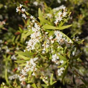 Leucopogon affinis at Tianjara, NSW - 21 Aug 2024