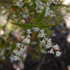 Leucopogon affinis at Tianjara, NSW - 21 Aug 2024