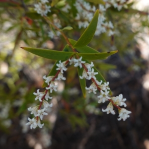 Leucopogon affinis at Tianjara, NSW - 21 Aug 2024