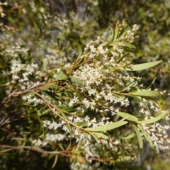 Leucopogon affinis at Tianjara, NSW - 21 Aug 2024