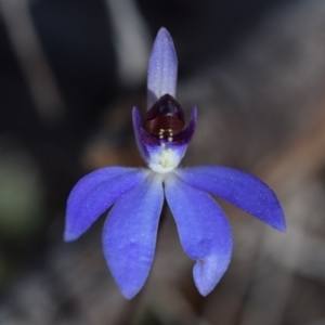 Cyanicula caerulea at Karabar, NSW - suppressed