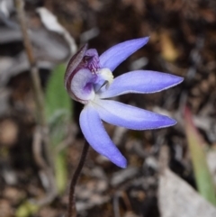 Cyanicula caerulea at Karabar, NSW - 23 Aug 2024