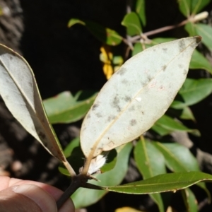 Syncarpia glomulifera subsp. glomulifera at Tianjara, NSW - 21 Aug 2024