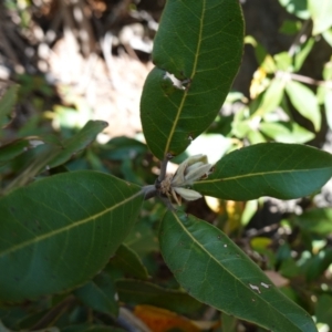 Syncarpia glomulifera subsp. glomulifera at Tianjara, NSW - 21 Aug 2024