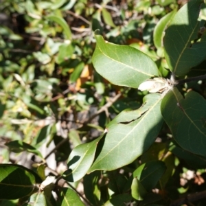 Syncarpia glomulifera subsp. glomulifera at Tianjara, NSW - 21 Aug 2024