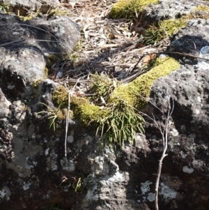 Dockrillia striolata at Tianjara, NSW - suppressed