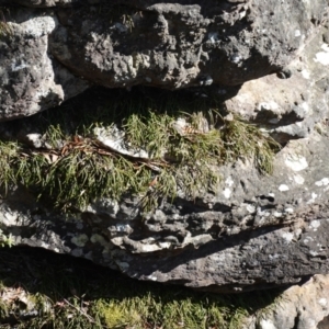 Dockrillia striolata at Tianjara, NSW - suppressed