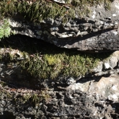 Dockrillia striolata at Tianjara, NSW - suppressed