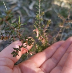 Styphelia fletcheri subsp. brevisepala (Twin Flower Beard-Heath) at Bruce, ACT - 23 Aug 2024 by rbannister