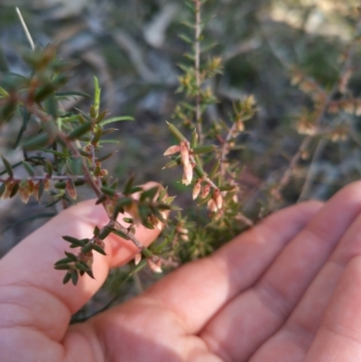 Styphelia fletcheri subsp. brevisepala (Twin Flower Beard-Heath) at Bruce, ACT - 23 Aug 2024 by rbannister