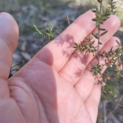 Styphelia fletcheri subsp. brevisepala at Bruce, ACT - 23 Aug 2024