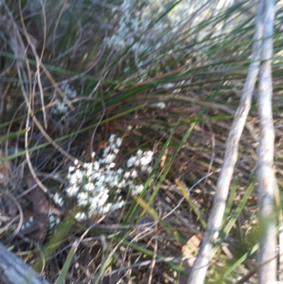 Cryptandra amara (Bitter Cryptandra) at Bruce, ACT - 23 Aug 2024 by rbannister