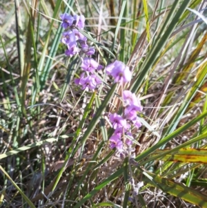 Hovea heterophylla at Bruce, ACT - 23 Aug 2024