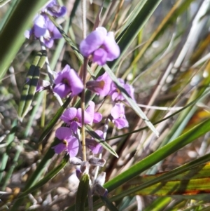 Hovea heterophylla at Bruce, ACT - 23 Aug 2024