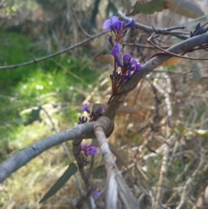 Hardenbergia violacea at Bruce, ACT - 23 Aug 2024