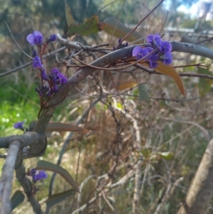 Hardenbergia violacea at Bruce, ACT - 23 Aug 2024