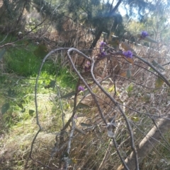 Hardenbergia violacea at Bruce, ACT - 23 Aug 2024