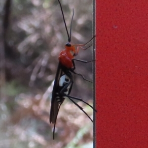 Braconidae (family) at Paddys River, ACT - 23 Aug 2024