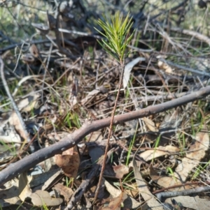 Hakea decurrens subsp. decurrens at Bruce, ACT - 23 Aug 2024