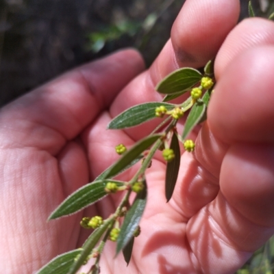 Acacia howittii (Sticky Wattle) at Bruce, ACT - 23 Aug 2024 by rbannister