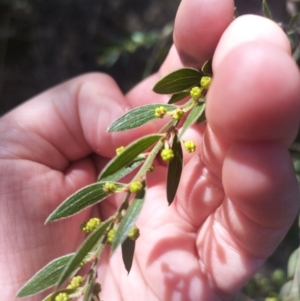 Acacia howittii at Bruce, ACT - 23 Aug 2024