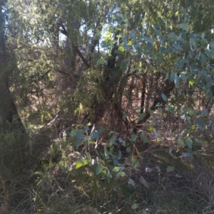 Acacia howittii at Bruce, ACT - 23 Aug 2024