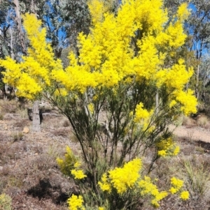 Acacia boormanii at Karabar, NSW - 23 Aug 2024