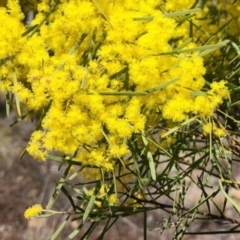 Acacia boormanii at Karabar, NSW - 23 Aug 2024