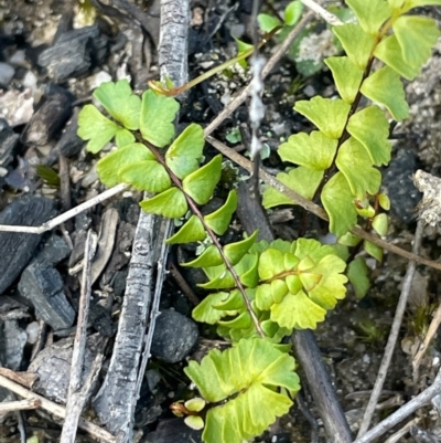 Lindsaea linearis (Screw Fern) at Tianjara, NSW - 21 Aug 2024 by JaneR