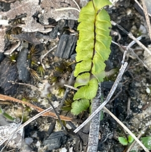 Lindsaea linearis at Tianjara, NSW - 21 Aug 2024 11:19 AM