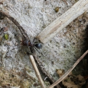 Iridomyrmex sp. (genus) at Lyons, ACT - 23 Aug 2024 01:54 PM