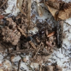 Iridomyrmex sp. (genus) at Lyons, ACT - 23 Aug 2024 01:54 PM