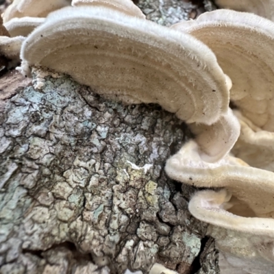 Trametes sp. at Qunaba, QLD - 23 Aug 2024 by lbradley